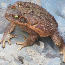 Huge toad with a body size of approximately 15cm diameter